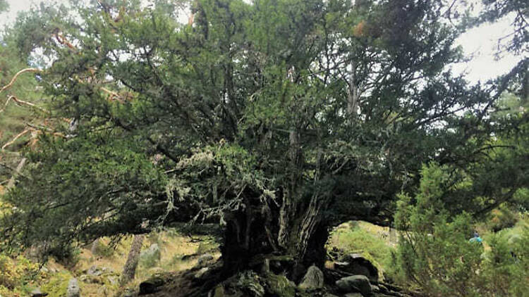 El Valle del Lozoya y el tejo milenario