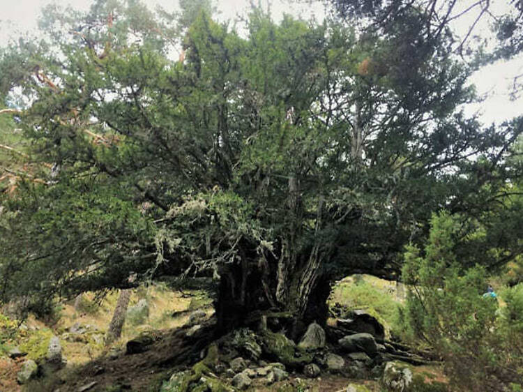 El Valle del Lozoya y el tejo milenario