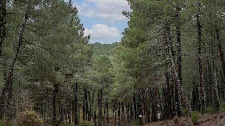 Pinares de Guadarrama