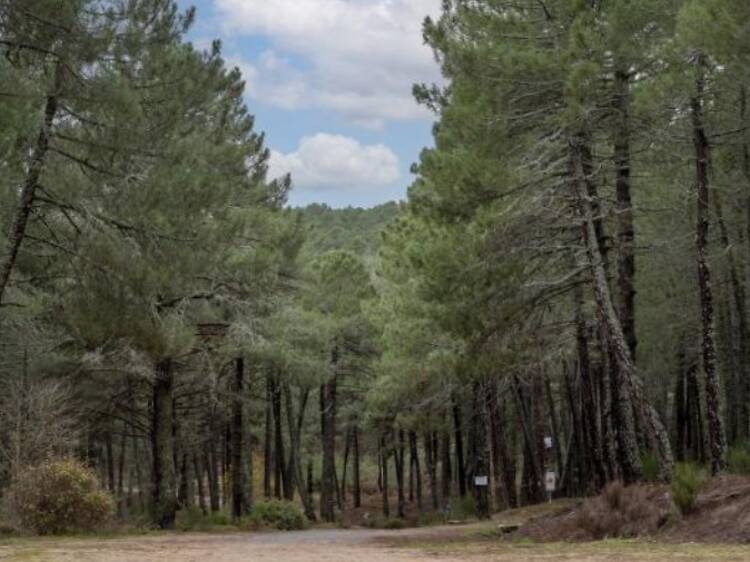 Pinares de Guadarrama