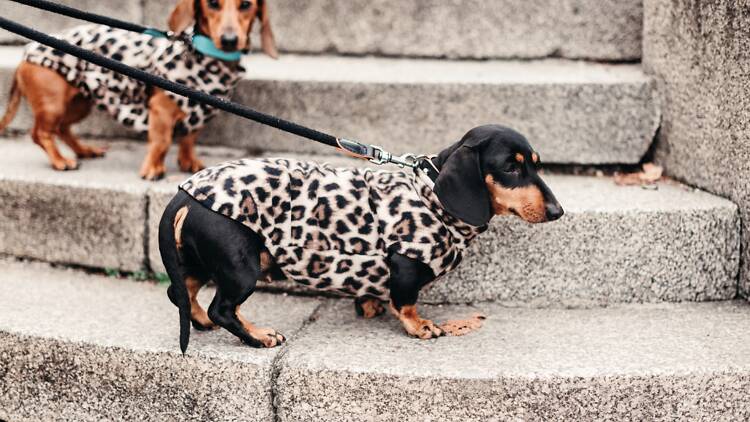 Paris Sausage Walk : la grande marche des teckels s’invite sur les Champs-Elysées en 2026