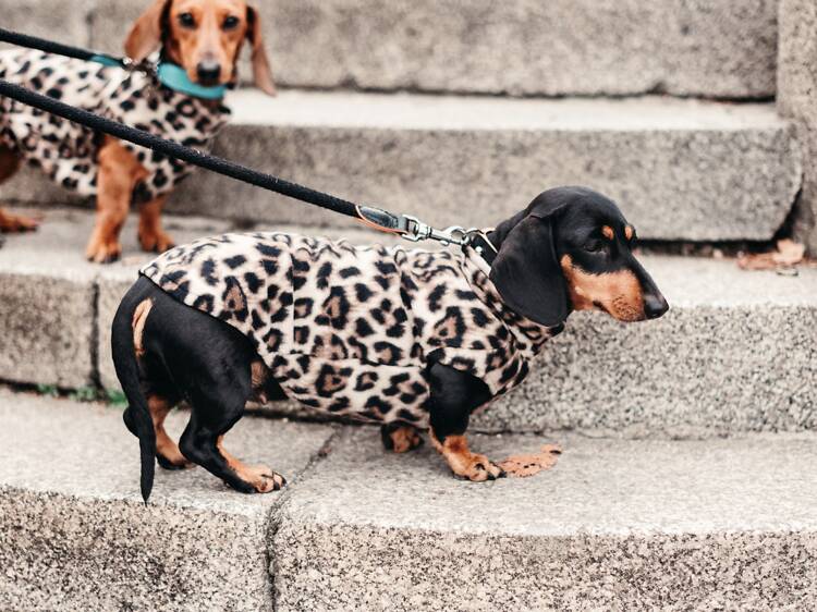Paris Sausage Walk : la grande marche des teckels s’invite sur les Champs-Elysées en 2026 Paris Sausage Walk : la grande marche des teckels s’invite sur les Champs-Elysées en 2026