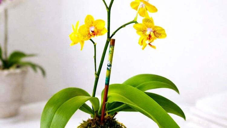 Art of Orchids Kid-Friendly Kokedama Workshop Art of Orchids Kid-Friendly Kokedama Workshop