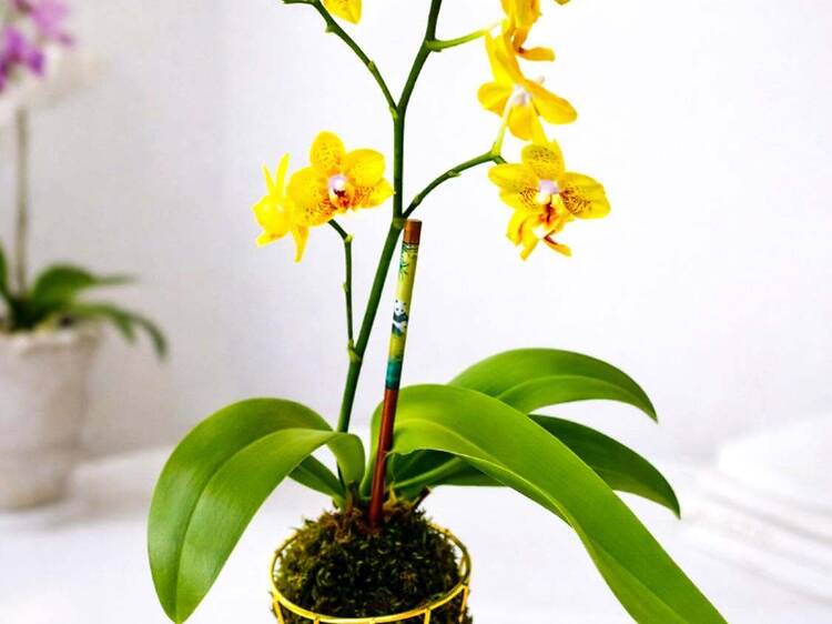 Art of Orchids Kid-Friendly Kokedama Workshop Art of Orchids Kid-Friendly Kokedama Workshop