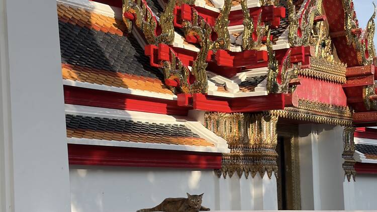 The Bangkok temple where cats outnumber monks