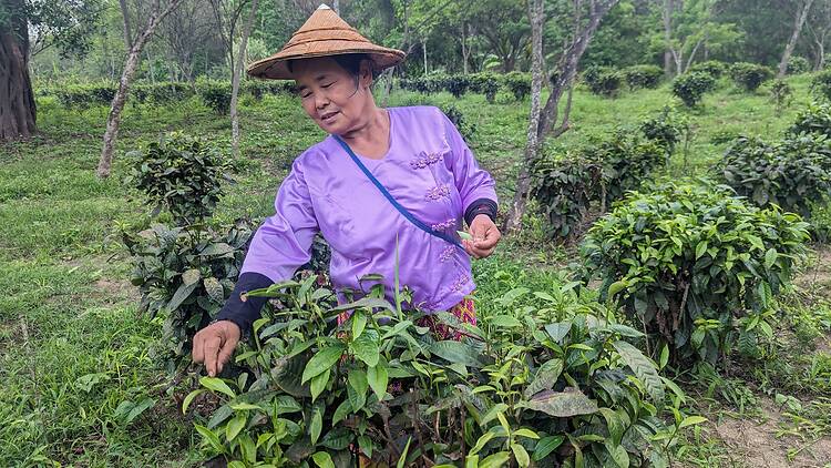 Savour the flavour at Wat Ket Tea Time Savour the flavour at Wat Ket Tea Time