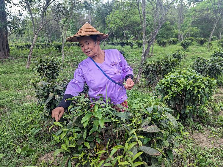 Savour the flavour at Wat Ket Tea Time Savour the flavour at Wat Ket Tea Time