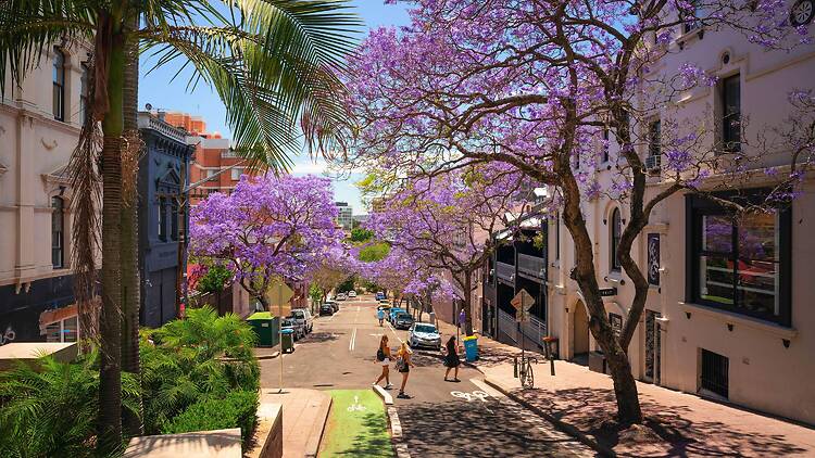 Jacarandas, Paddington Jacarandas, Paddington