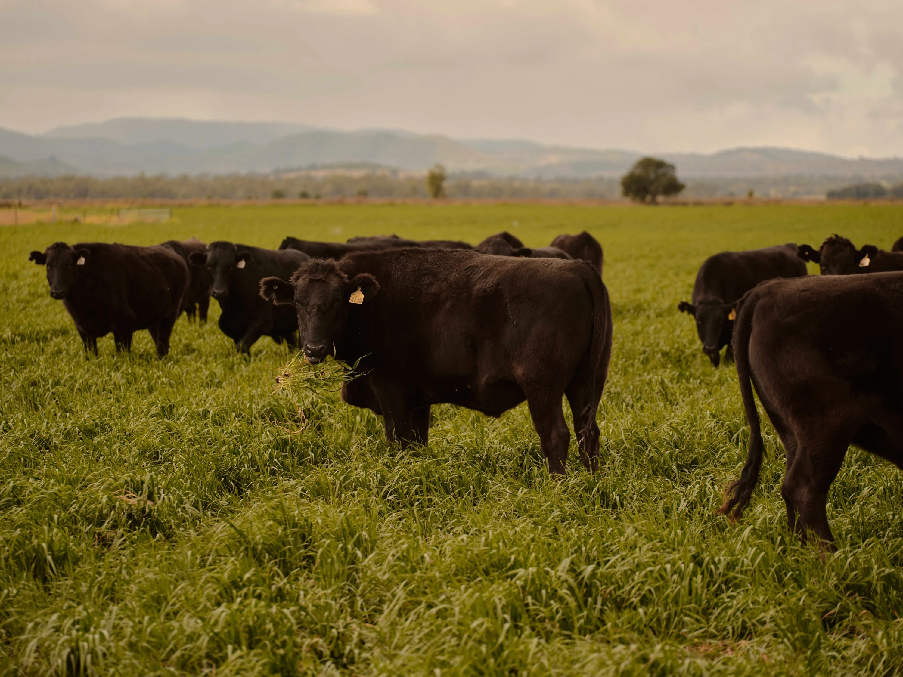 Cows in paddock