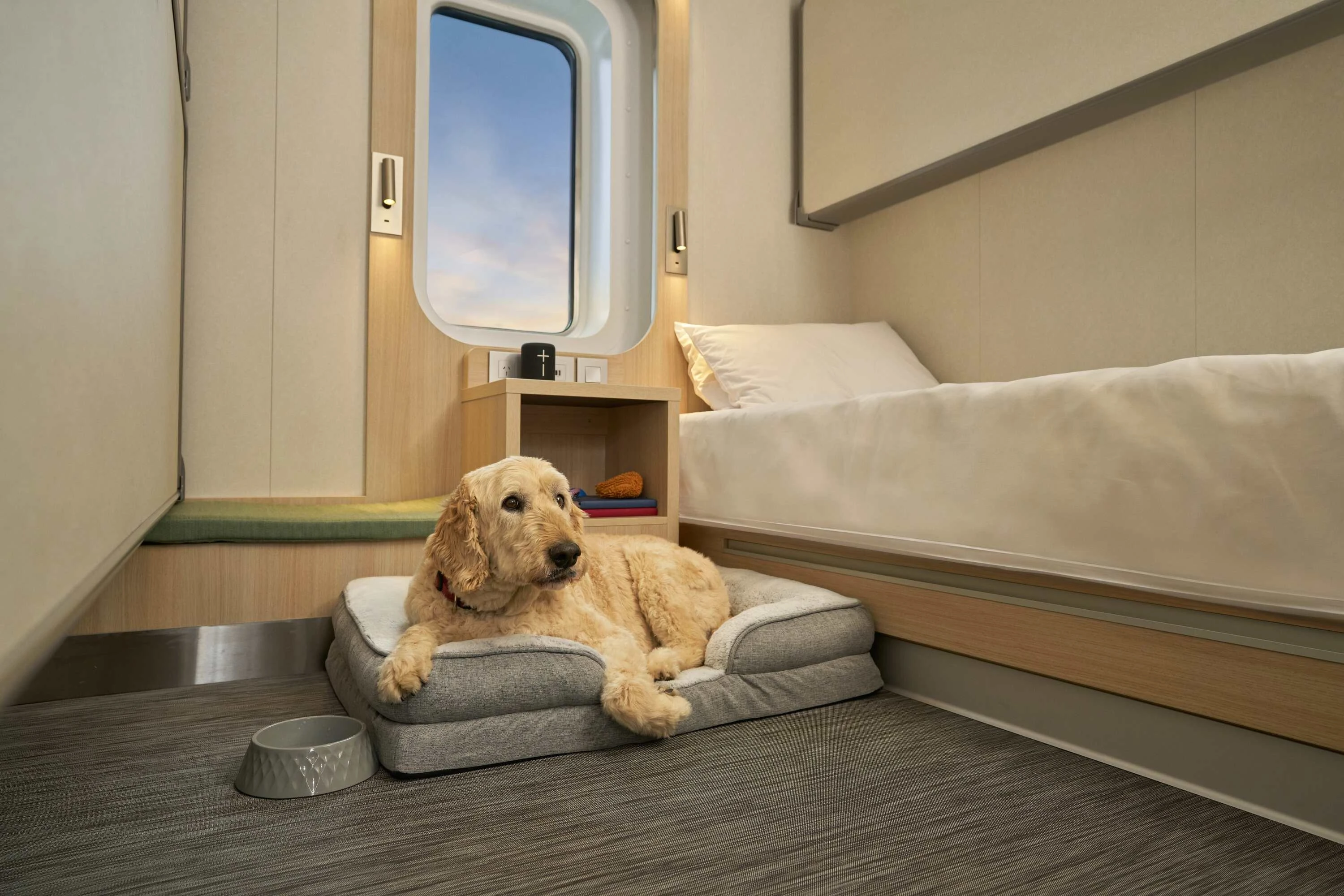 Pet in cabin