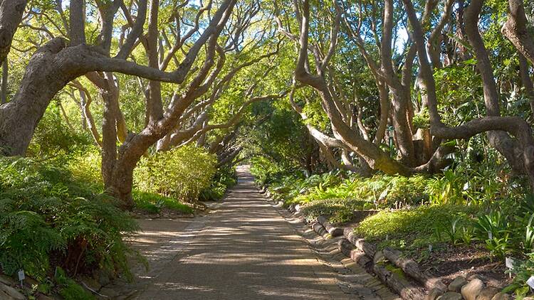 The history of Kirstenbosch
