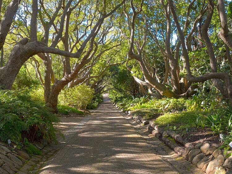 The history of Kirstenbosch