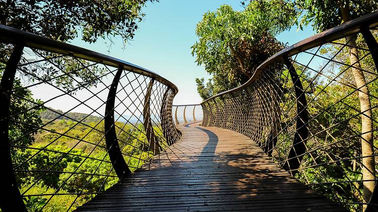 Walk above the trees on the Boomslang