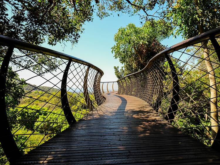 Walk above the trees on the Boomslang