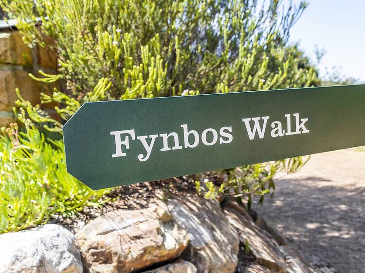 Find out about fynbos