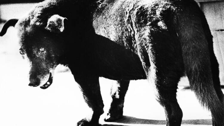 Daido Moriyama, Stray Dog, Misawa, Aomori (1971) © Daido Moriyama Photo Foundation Daido Moriyama, Stray Dog, Misawa, Aomori (1971) © Daido Moriyama Photo Foundation