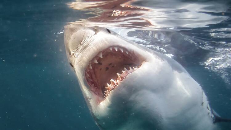 Great white shark Shark