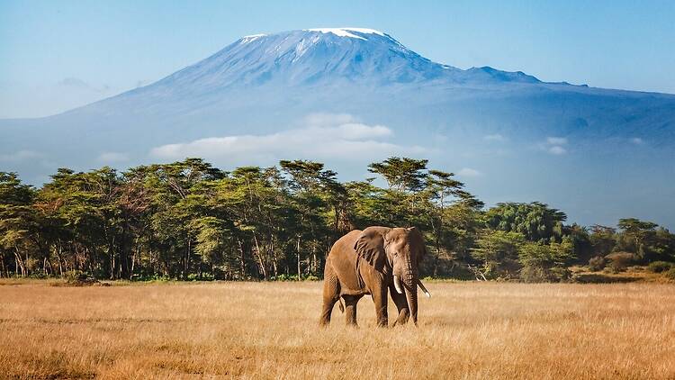 Elephant and Kilimanjaro An elephant with Mount Kilimanjaro in the background.