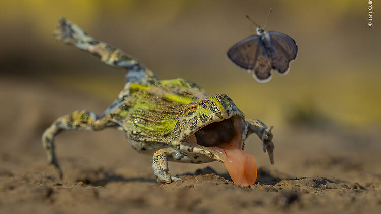 Gawp at nature’s majesty with Wildlife Photographer of the Year