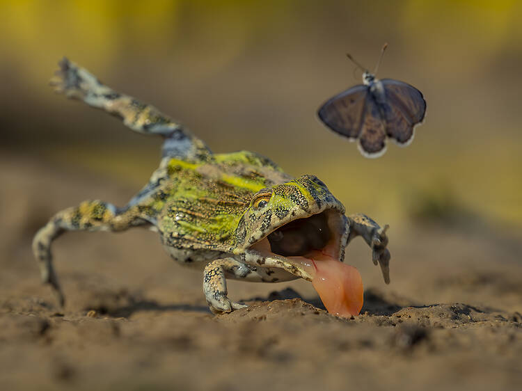 Gawp at nature’s majesty with Wildlife Photographer of the Year