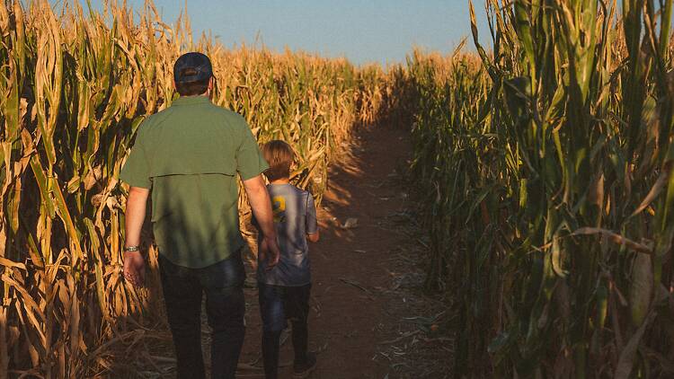Corn mazes Corn mazes