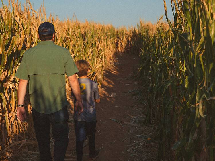 Get lost at these corn mazes near Chicago Get lost at these corn mazes near Chicago