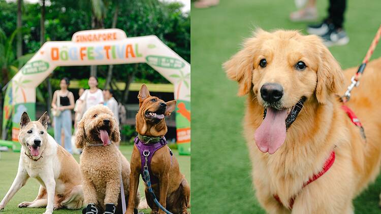 Singapore Dog Festival Singapore Dog Festival