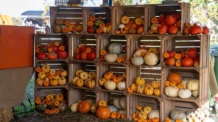 Pick Your Own Pumpkins and Woodland Trail at Wasing Estate