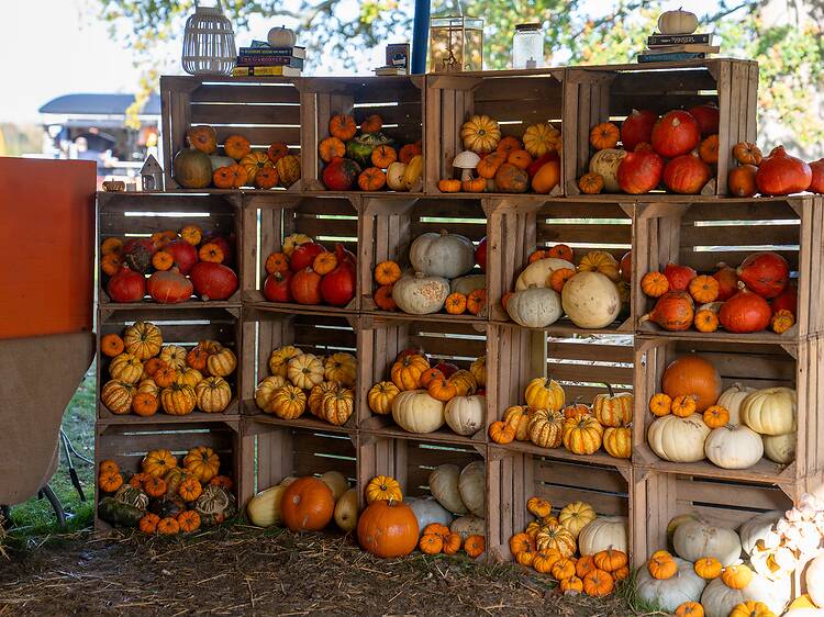 Pick Your Own Pumpkins and Woodland Trail at Wasing Estate