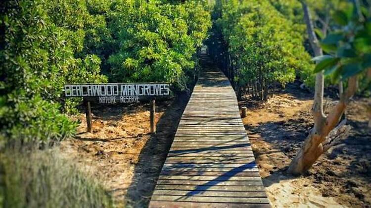 Beachwood Mangroves Nature Reserve Beachwood Mangroves Nature Reserve