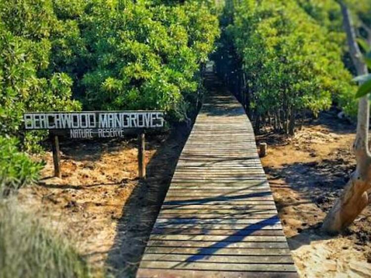 Beachwood Mangroves Nature Reserve Beachwood Mangroves Nature Reserve