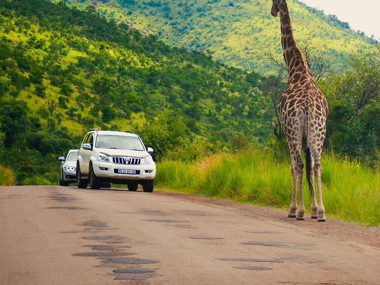 Hluhluwe-iMfolozi Game Reserve Hluhluwe-iMfolozi Game Reserve