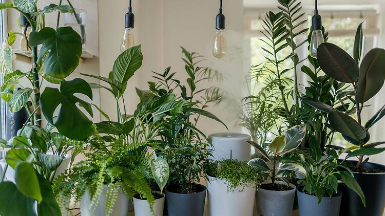 plantas plantas