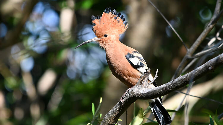 Bird sitting on a branch We’ve got blooming wildflowers, birdwatching and some of the most awe-inspiring hikes, all within city limits