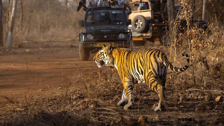 Everything to know about the reopening Indravati Tiger Reserve in Chhattisgarh Everything to know about the reopening Indravati Tiger Reserve in Chhattisgarh