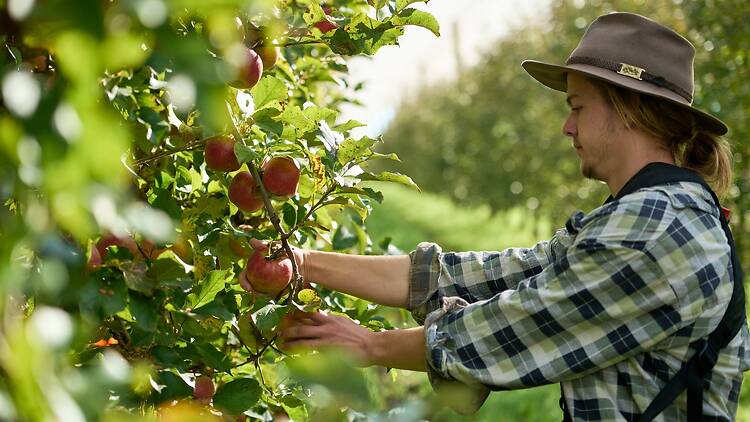 Glenbernie Orchard, Darkes Forest Apple picker in orchard