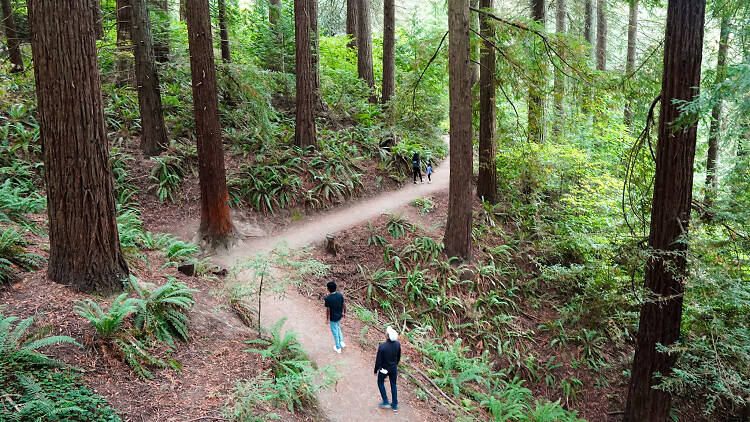 Redwoods Trail at Hoyt Arboretum in Portland, OR Redwoods Trail at Hoyt Arboretum in Portland, OR