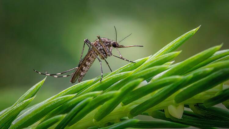 'Aedes albopictus' 'Aedes albopictus'