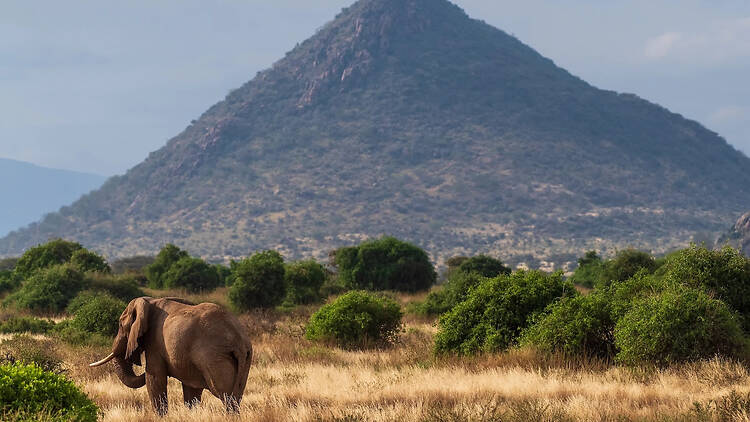 Reserva Nacional de Samburu Reserva Nacional de Samburu