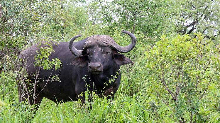 Buffalo - ควาย - pronounced kwai Buffalo - ควาย - pronounced kwai