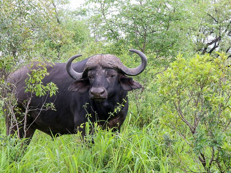 Buffalo - ควาย - pronounced kwai Buffalo - ควาย - pronounced kwai