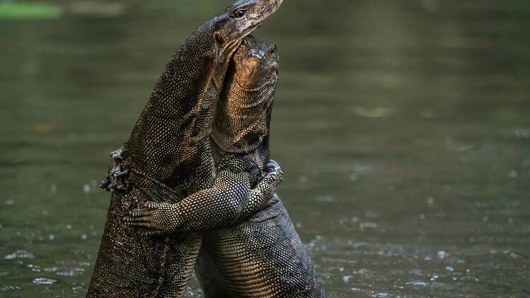 Water monitor lizard - เหี้ย - pronounced hia Water monitor lizard - เหี้ย - pronounced hia