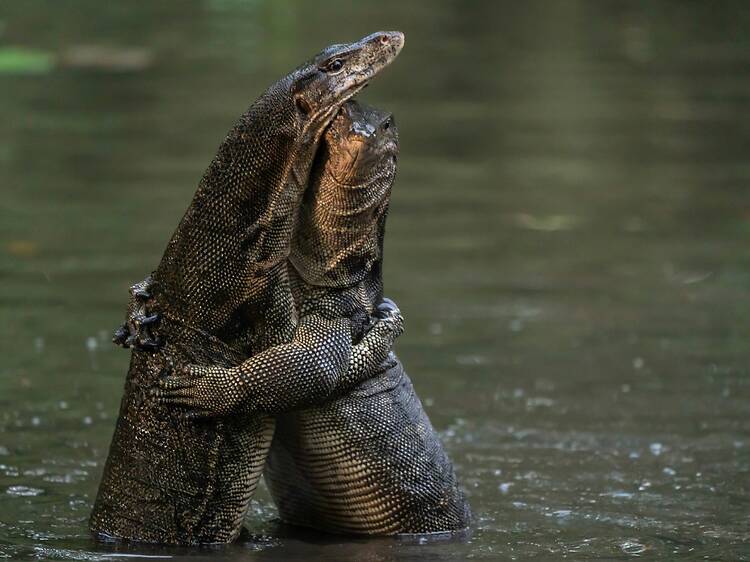 Water monitor lizard - เหี้ย - pronounced hia Water monitor lizard - เหี้ย - pronounced hia