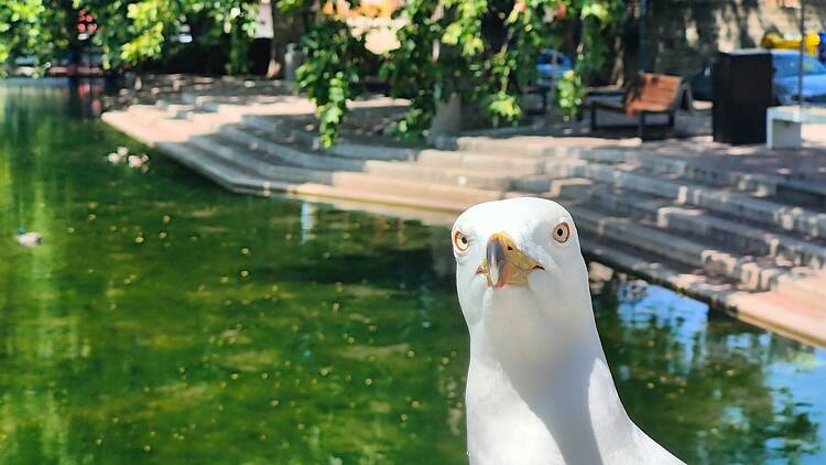 Bird - นก - pronounced nok Bird - นก - pronounced nok