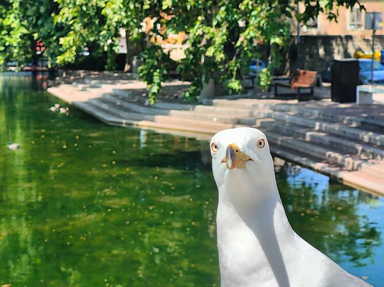 Bird - นก - pronounced nok Bird - นก - pronounced nok