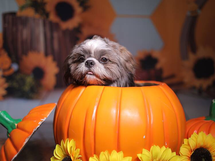 Reunión de perritos Shih Tzus por Día de Muertos