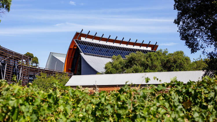 National Wine Centre of Australia Vineyard
