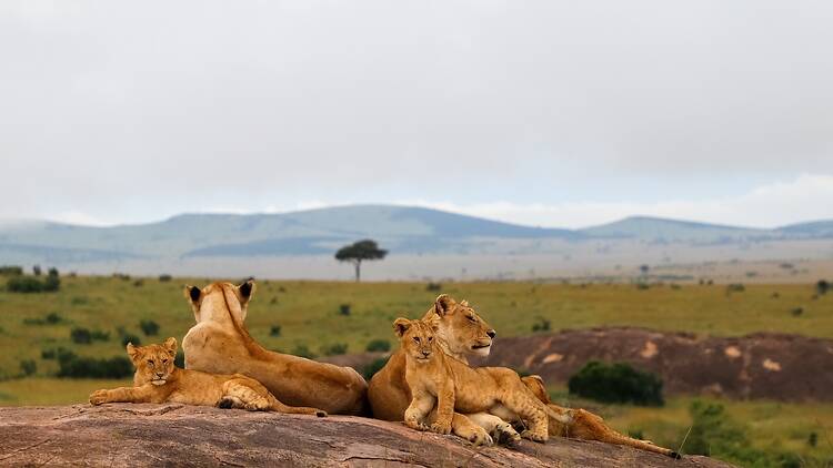 Maasai Mara, Kenya