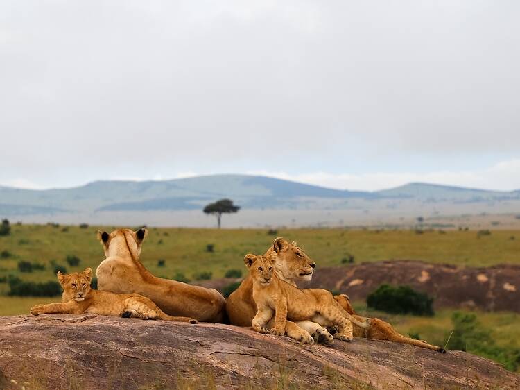 Maasai Mara, Kenya