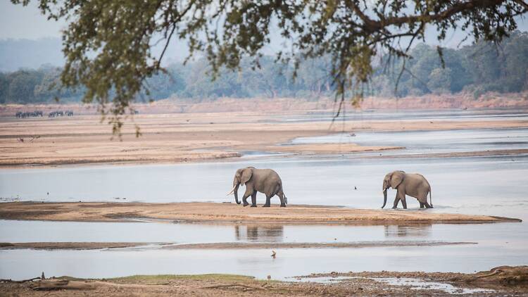 South Luangwa, Zambia